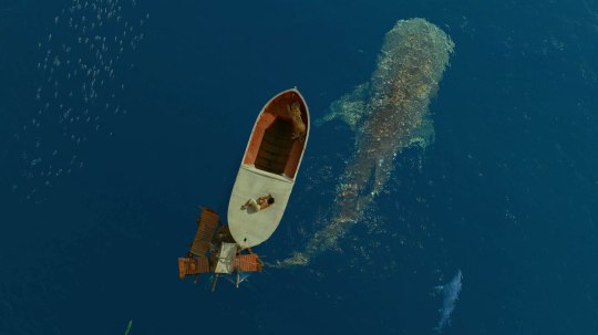 少年PI的奇幻漂流 (4)