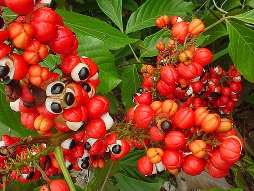 瓜拿納 (Guarana)