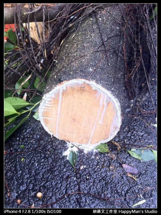 被蘇力颱風掃過的校園 (1)