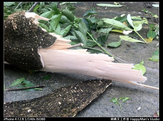 被蘇力颱風掃過的校園 (12)
