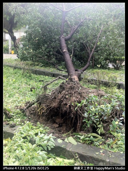 被蘇力颱風掃過的校園 (9)