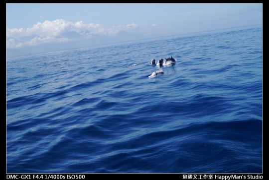 花蓮花蓮 鯨世界賞鯨 (20)