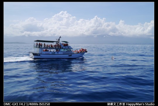 花蓮花蓮 鯨世界賞鯨 (22)