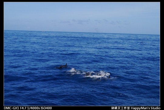 花蓮花蓮 鯨世界賞鯨 (23)