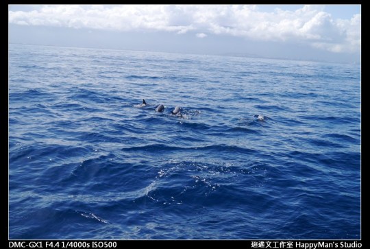 花蓮花蓮 鯨世界賞鯨 (24)