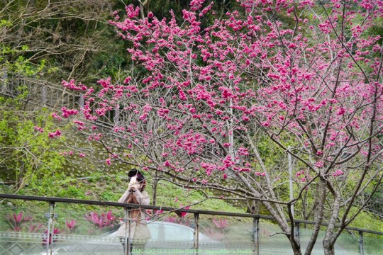 新北烏來 烏來瀑布公園00007