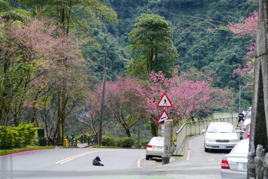 新北烏來 烏來瀑布公園00009