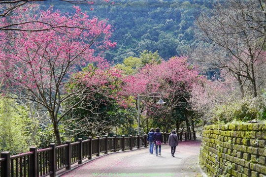 新北烏來 烏來瀑布公園00017