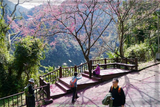 新北烏來 烏來瀑布公園00039